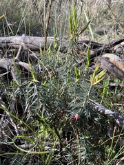 Melichrus erubescens