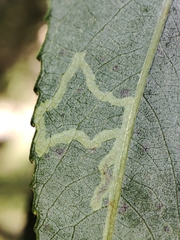 Phyllocnistis valentinensis