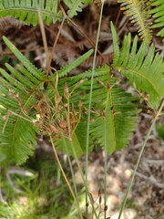 Fimbristylis