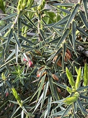 Melichrus erubescens