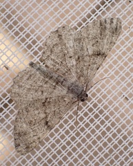 Peribatodes rhomboidaria