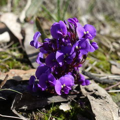 Hardenbergia violacea
