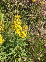 Solidago virgaurea