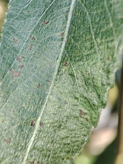 Phyllocnistis valentinensis