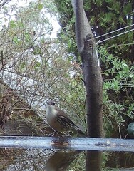 Cormobates leucophaea