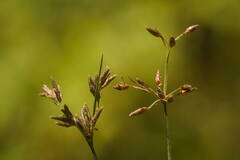 Fimbristylis