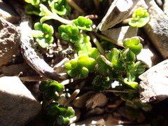 Azorella hydrocotyloides