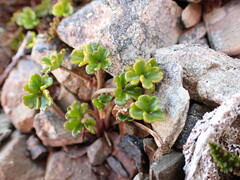 Azorella hydrocotyloides