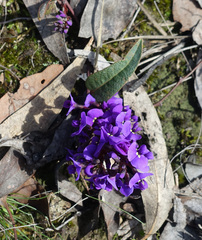Hardenbergia violacea