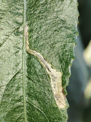Stigmella obliquella