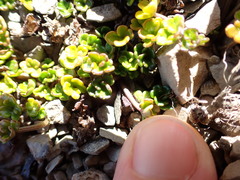 Azorella hydrocotyloides