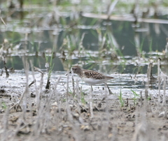Calidris pusilla