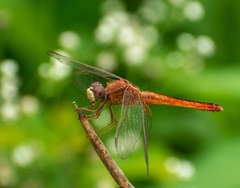 Crocothemis servilia