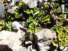Azorella hydrocotyloides