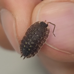 Porcellio spinicornis