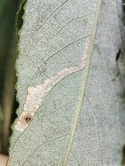 Stigmella obliquella