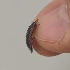 Porcellio spinicornis
