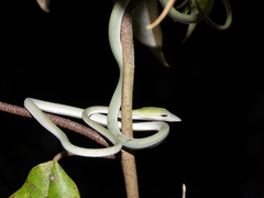 Ahaetulla prasina