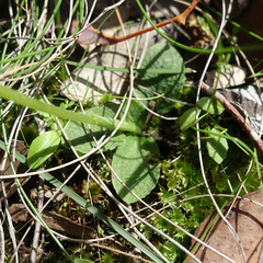 Pterostylis pedunculata