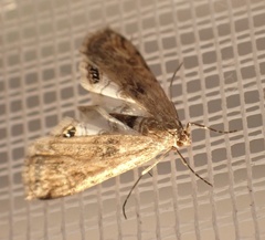 Cataclysta lemnata