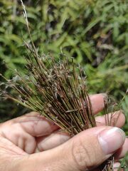 Schizachyrium condensatum