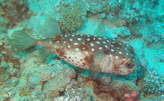 Cyclichthys spilostylus