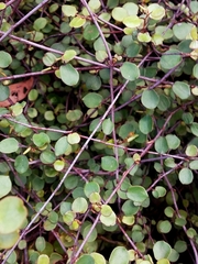 Muehlenbeckia complexa