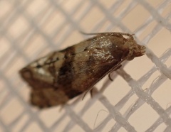 Cochylina