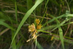 Cyperus polystachyos