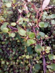 Muehlenbeckia complexa