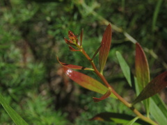 Daviesia corymbosa