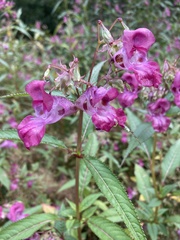 Impatiens glandulifera