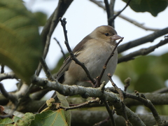 Fringilla coelebs gengleri