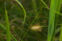 Setaria parviflora