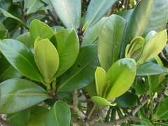 Elingamita johnsonii