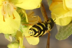 Chrysotoxum intermedium