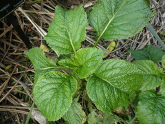 Lobelia physaloides
