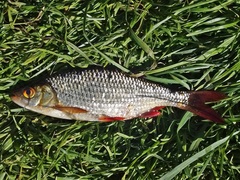 Scardinius erythrophthalmus