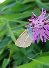 Polyommatus