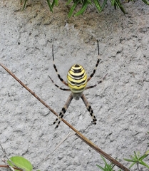 Argiope bruennichi
