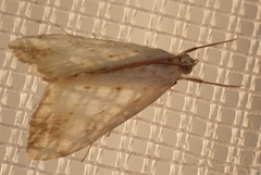 Evergestis extimalis
