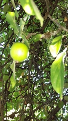 Malus sylvestris