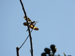 Rhyothemis variegata