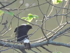 Acridotheres cristatellus formosanus