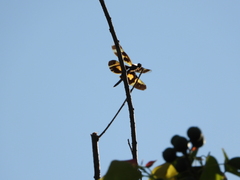 Rhyothemis variegata