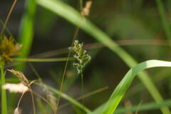 Anthoxanthum odoratum