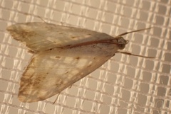 Evergestis extimalis