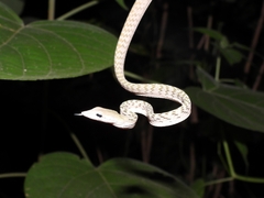 Ahaetulla prasina