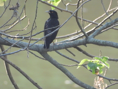 Acridotheres cristatellus formosanus