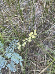 Astragalus douglasii